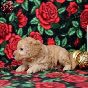 King, Morkie-Poo Puppy